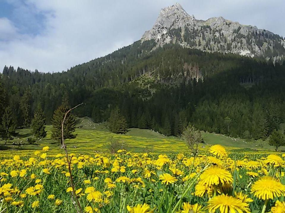 Bergfee Natur Appartements Nesselwängle Εξωτερικό φωτογραφία